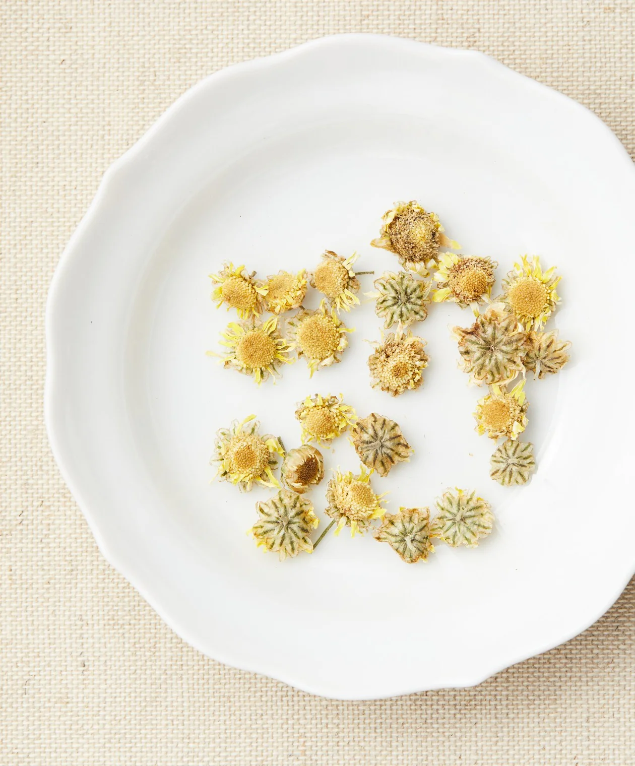Wild Chrysanthemum - Image 3